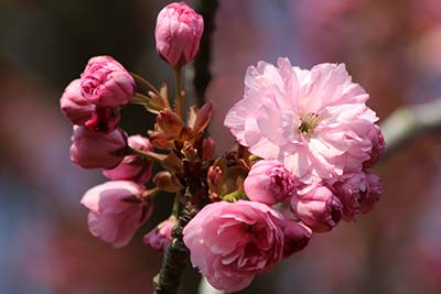 Prachtvolle Blüte einer Zierkirsche