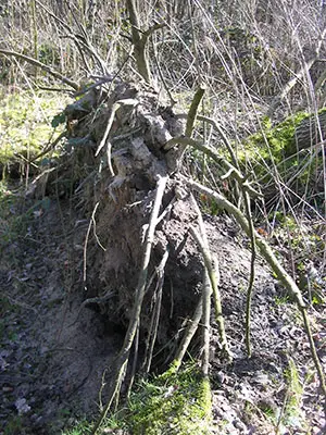 Wurzel-Erd-Verbund Wurzel-Erd-Verbund