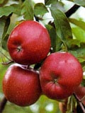 Äpfel Äpfel