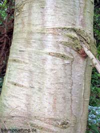 Die Weiß-Tanne, Abies alba Die Weiß-Tanne, Abies alba