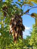Gold-Esche Gold-Esche