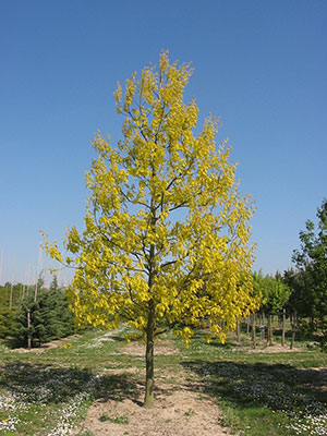Quercus rubra 'Aurea' Quercus rubra 'Aurea'