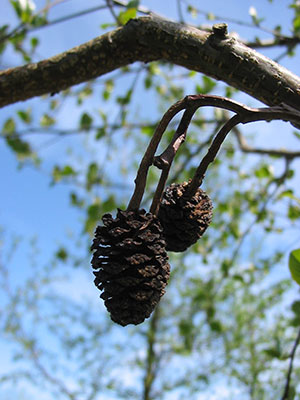 Alnus glutinosa Alnus glutinosa