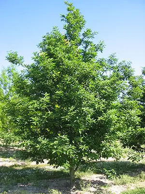 Quercus mongolica var. großeserrata Quercus mongolica var. großeserrata