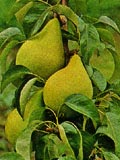 Birnen Birnen