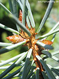 Knospen der Blaufichte Knospen der Blaufichte