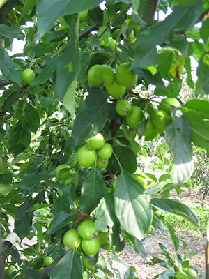 Apfelbaum Apfelbaum