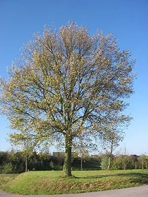 Eiche Eiche