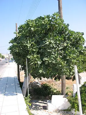 Feigenbaum Feigenbaum