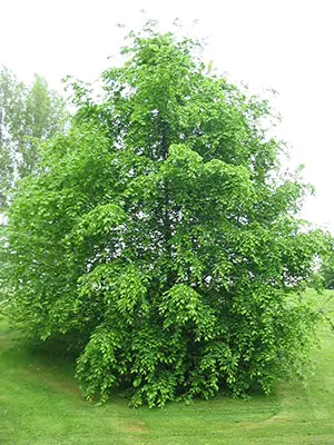 Hainbuche Hainbuche