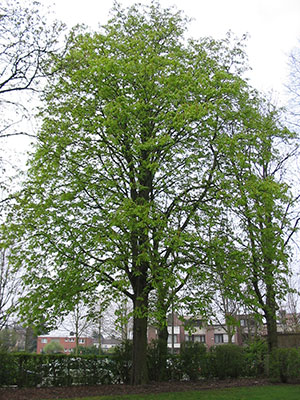 Kastanie Kastanie