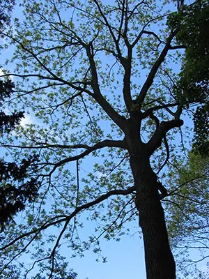 Nussbaum Nussbaum