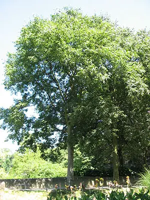 Zürgelbaum Zürgelbaum
