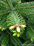 Knospen (öffnend) der Nordmanntanne Knospen (öffnend) der Nordmanntanne