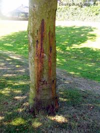 Befall durch pathogene Bodenpilze Befall durch pathogene Bodenpilze