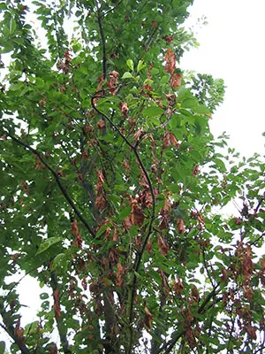 Monilia Monilia