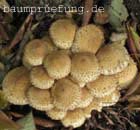 Sparriger Schüppling Sparriger Schüppling