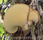 Schuppiger Porling Schuppiger Porling