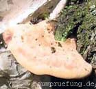 Birkenporling Birkenporling