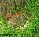 Eschenbaumschwamm Eschenbaumschwamm