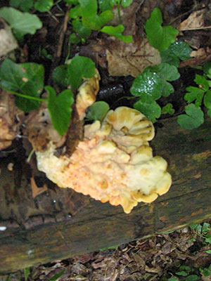 Saprophyt Saprophyt