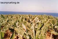 Bananenplantage Bananenplantage