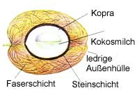 Bau der Kokosnuss Bau der Kokosnuss