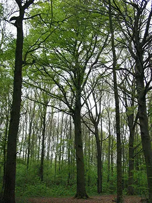 Rot-Buchen Wald Rot-Buchen Wald