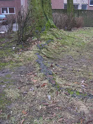 starke und sehr lange Wurzel eines Silber-Ahorn starke und sehr lange Wurzel eines Silber-Ahorn